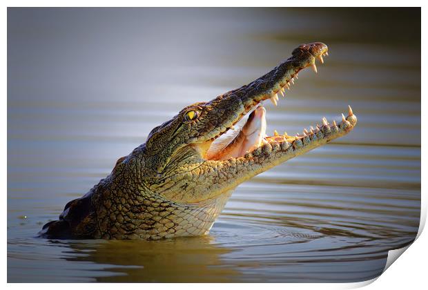 Nile crocodile swollowing a fish Print by Johan Swanepoel