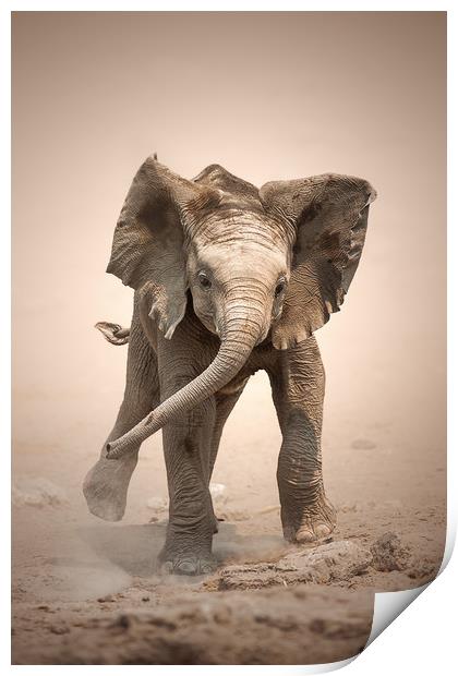 Elephant Calf mock charging Print by Johan Swanepoel