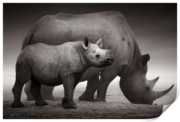 Black Rhinoceros calf Print by Johan Swanepoel
