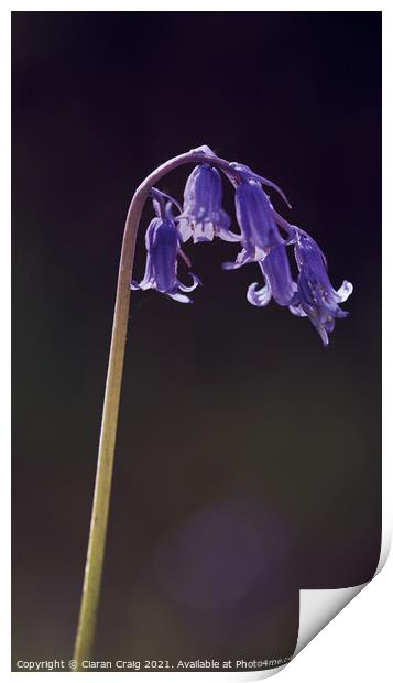 Bluebells  Print by Ciaran Craig