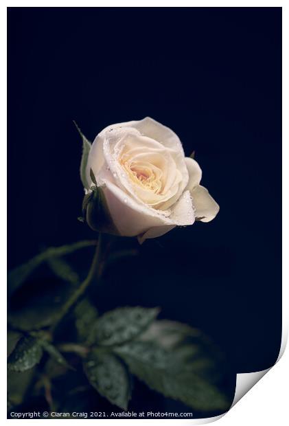 Little White Rose  Print by Ciaran Craig