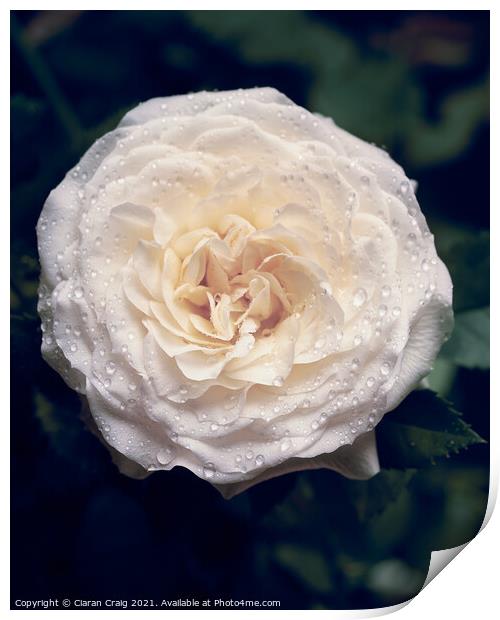 White Rose in Bloom  Print by Ciaran Craig