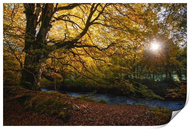 The sun lights up a magnificent tree  Print by Ciaran Craig