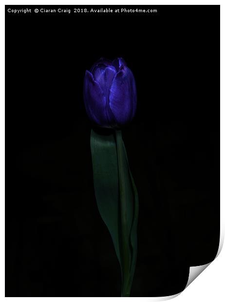 Purple Tulip  Print by Ciaran Craig