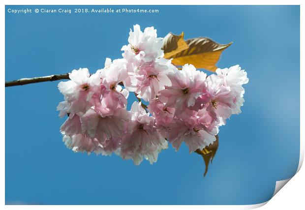 Cheery Blossom close Up  Print by Ciaran Craig