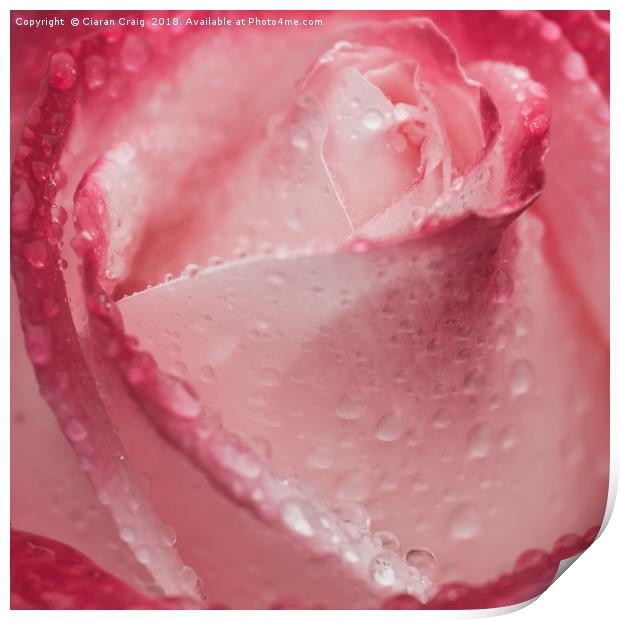 The Rose  Print by Ciaran Craig
