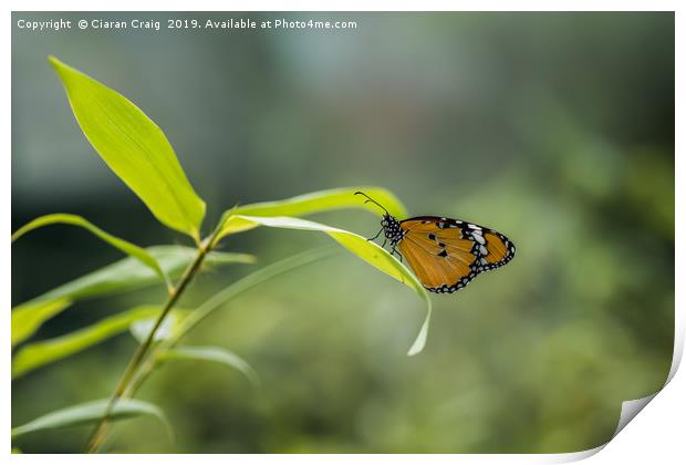 Monarch Butterfly Print by Ciaran Craig