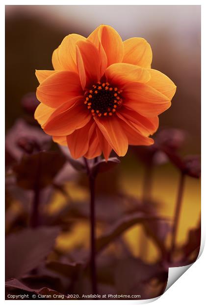 Orange Flower  Print by Ciaran Craig
