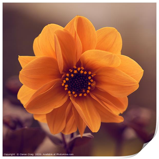 Closeup Orange Flower  Print by Ciaran Craig