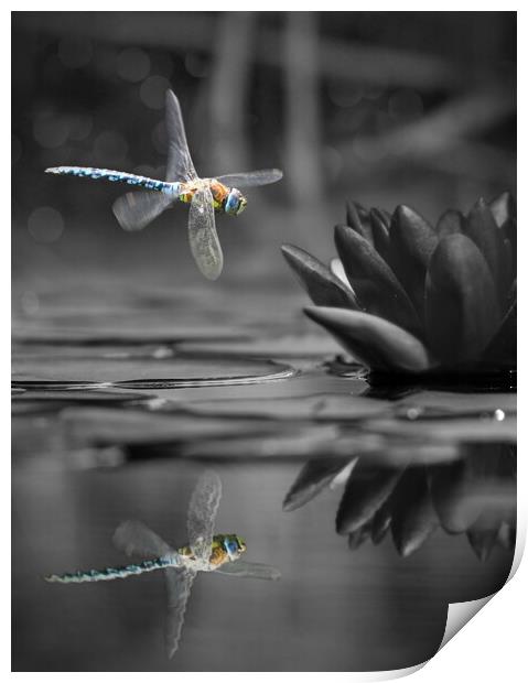 Dragonfly Reflections Print by David Neighbour