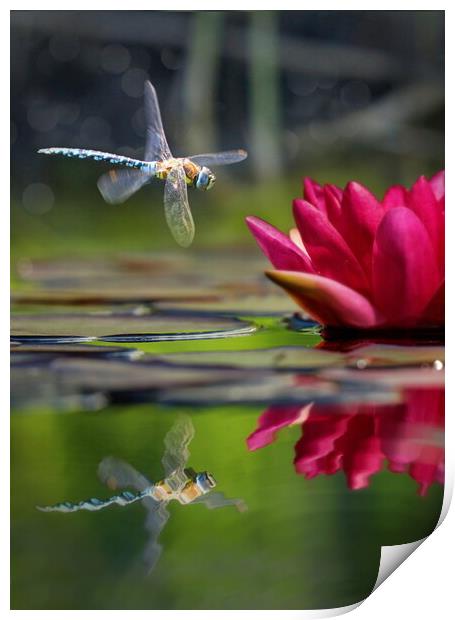 Dragonfly Reflections, Full Colour Print by David Neighbour