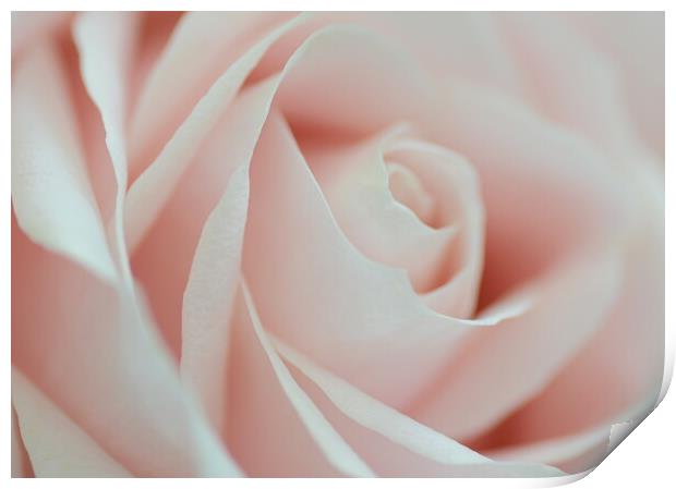Soft Pink Rose Print by David Neighbour