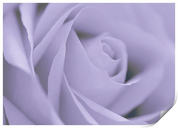 Soft Blue Rose Print by David Neighbour