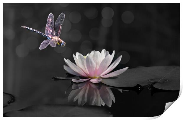 Migrant Hawker Isolated Print by David Neighbour