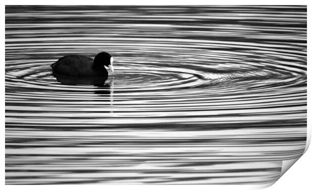 Coot Ripples Print by David Neighbour
