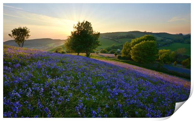 Bluebells of Eype Down Print by David Neighbour