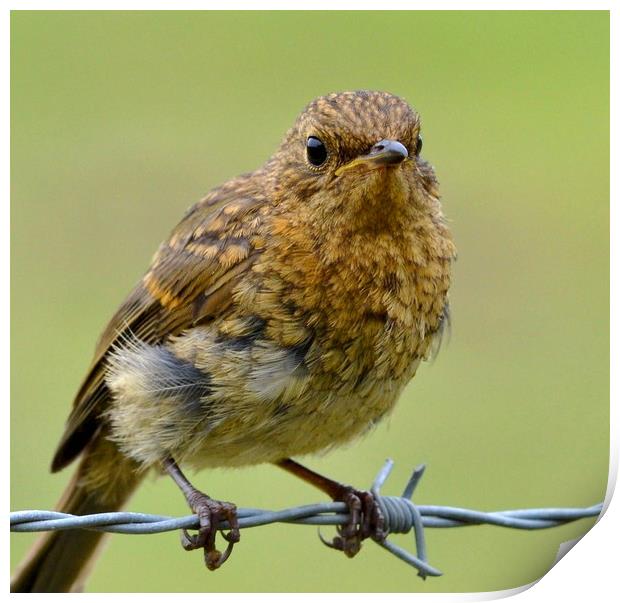 Young robin Print by David Neighbour