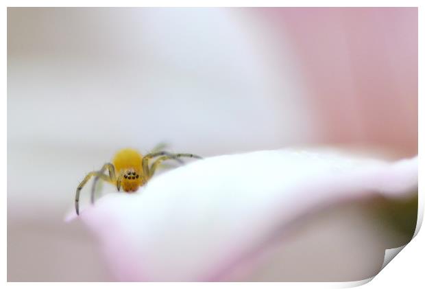 Soft soft spiderling Print by David Neighbour