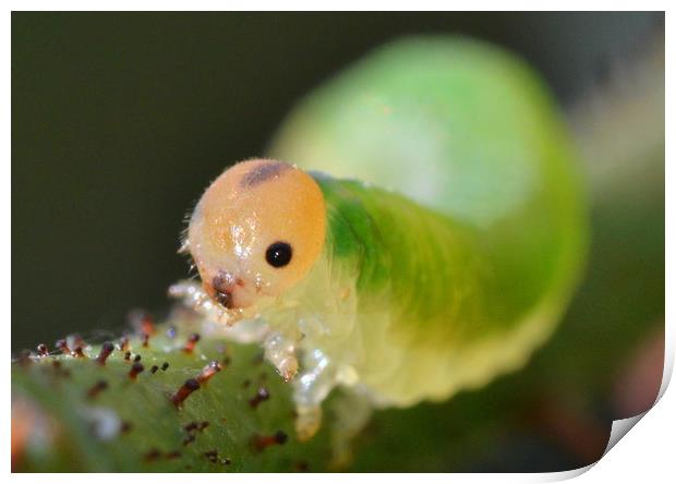 Grass sawfly caterpillar Print by David Neighbour