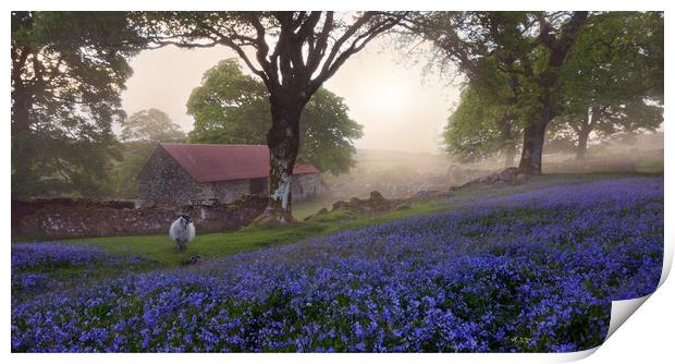 Dartmoor Bluebells Print by David Neighbour