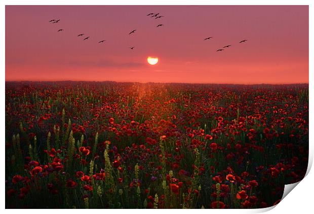 Poppy Sunset Print by David Neighbour