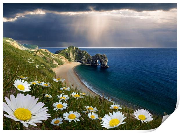 The Daisies of Durdle Door Print by David Neighbour