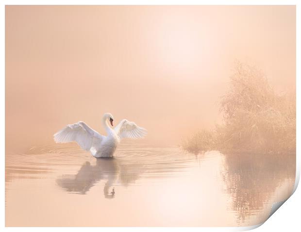 Soft Pink Swan Print by David Neighbour