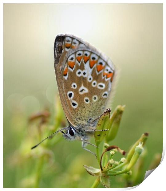 Backlit Common Blue Print by David Neighbour