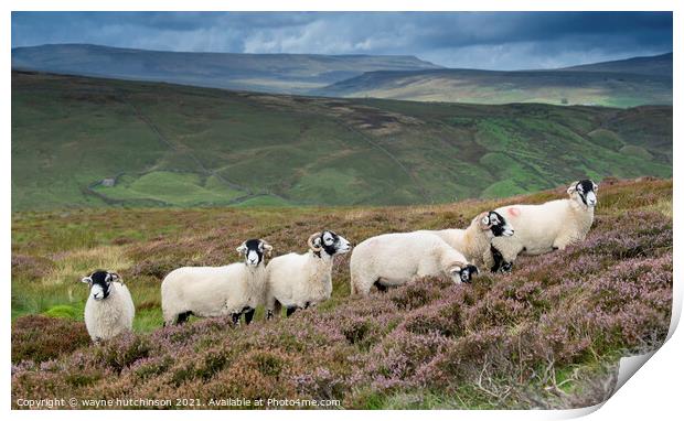 Swaledale ewes on heather moorland Print by wayne hutchinson