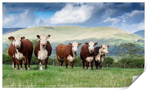 Hereford cattle Print by wayne hutchinson