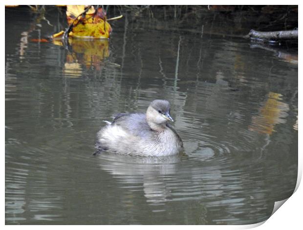 Little Grebe Print by Pauline Raine