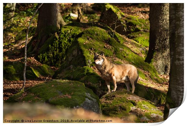 Eurasian Grey Wolf  Print by Lisa Louise Greenhorn