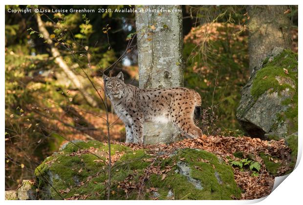 Eurasian Lynx (Lynx lynx) standing on rock Print by Lisa Louise Greenhorn