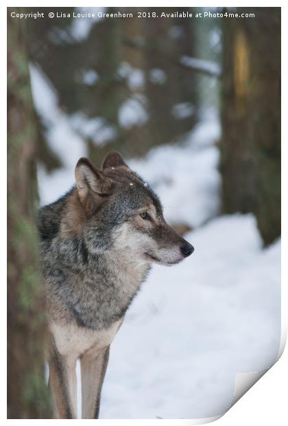 European Grey Wolf in snow Print by Lisa Louise Greenhorn