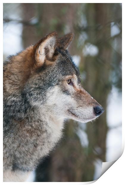 European Grey Wolf in snow Print by Lisa Louise Greenhorn