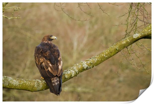 Golden Eagle (Aquila chrysaetos) perched on large  Print by Lisa Louise Greenhorn