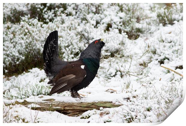 Western Capercaillie (Tetrao urogallus) lekking in Print by Lisa Louise Greenhorn