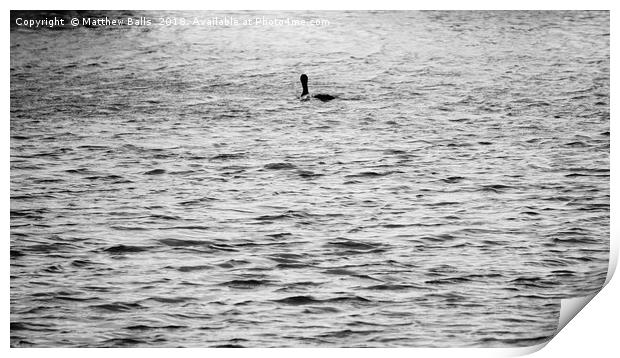        A Lone Diver On the Water                   Print by Matthew Balls