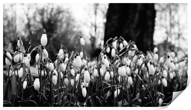                Snowdrops in Black  and White Print by Matthew Balls