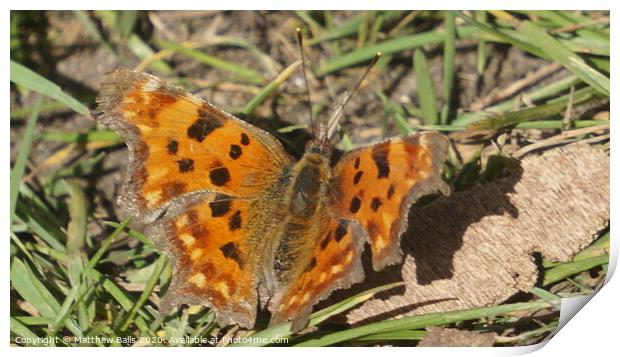 Orange Butterfly Print by Matthew Balls