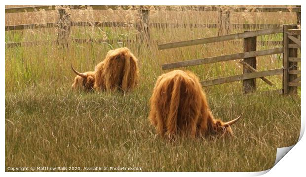 Highland cows eating grass Print by Matthew Balls