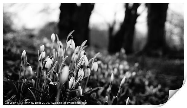 Black and white snow drops Print by Matthew Balls