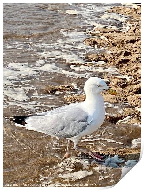 Seagull on Woolacombe beach, Devon Print by Ailsa Darragh