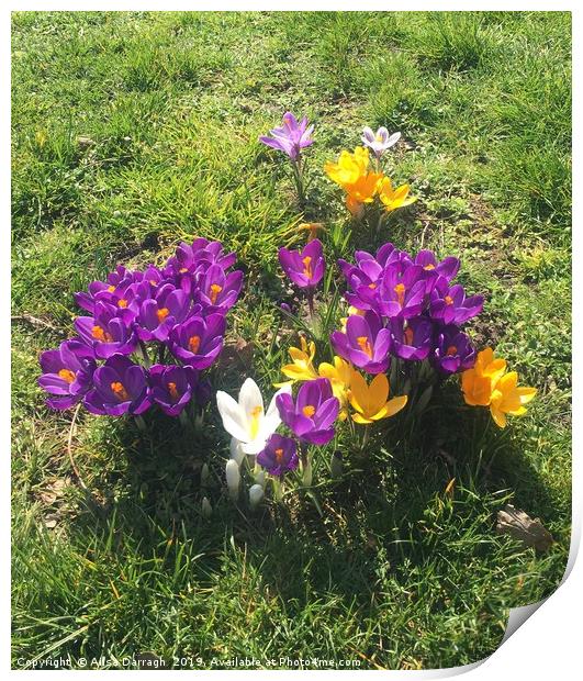 Spring Crocus flowers in bloom Print by Ailsa Darragh