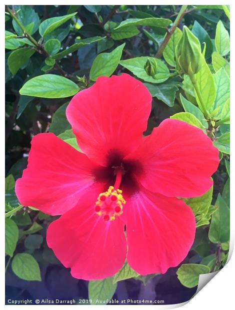 Red Hibiscus Tropical Flower Print by Ailsa Darragh