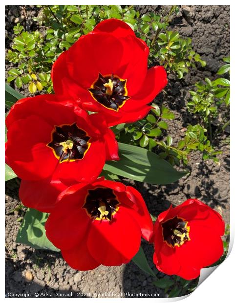 Red Tulips in the Park Print by Ailsa Darragh
