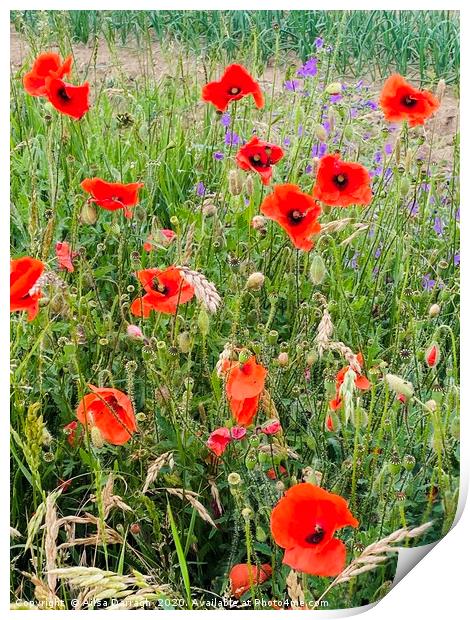 Wild Poppies in Suffolk Print by Ailsa Darragh