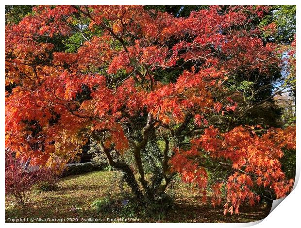 Autumn Tree in Grasmere Print by Ailsa Darragh