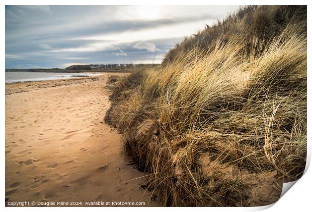 Kingsbarns Beach Print by Douglas Milne