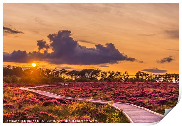 Red Moss Sunset Print by Douglas Milne